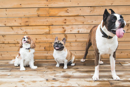Medagliette per Animali Cani e Gatti PETSHOP